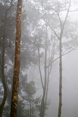 Tree Barks in the Fog