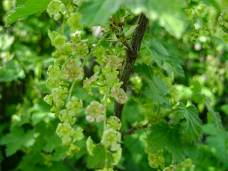 Flowers of currant spring in the garden. Selective focus.