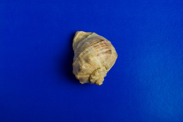 seashell on blue background