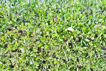 green lawn or field with various kind of green plant or grass view from top