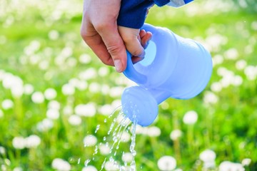 green spring gardening can grass. garden drop.