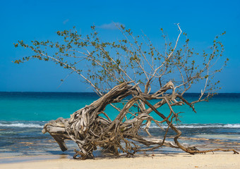 Dried Tree on the Beach of Holguin, Cuba