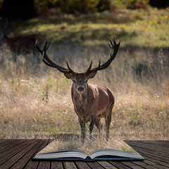 Beautiful portrait of red deer stag Cervus Elaphus in colorful Autumn Fall woodland landscape coming out of pages in magical story book