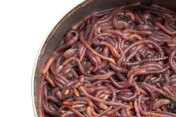 Red worms in a can