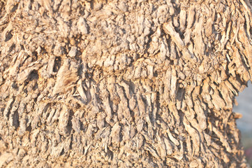 Upper trunk detail of palm tree background texture pattern.