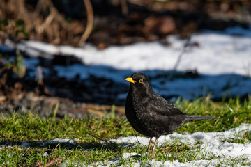 Blackbird