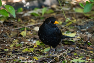 Blackbird