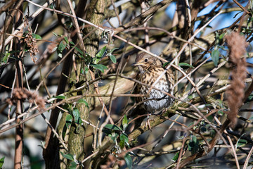 Thrush