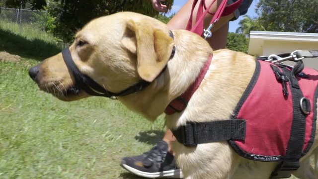 An assistant guide dog in training walks up stairs with its trainer and gets a treat.