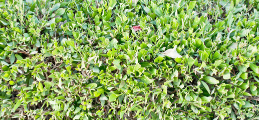 green lawn or field with various kind of green plant or grass view from top