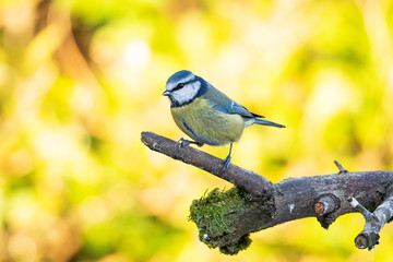 Blue Tit