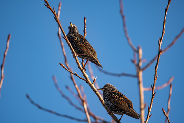 Starlings