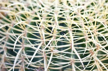 Nature green background, cactus close-up or cacti or cactuses, macro shot, top view