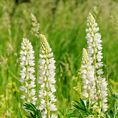 Weiße Lupinen, Lupinus