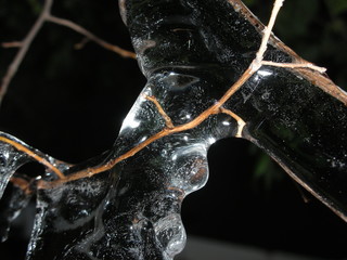 Frozen branch
