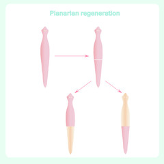 Planarian regeneration scheme, multiplication by division. Design element stock vector illustration for biological lessons, for web, for print