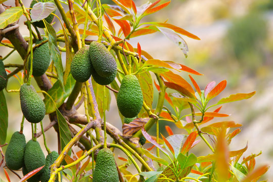 Avocado am Baum - many fresh avocado fruits on the tree