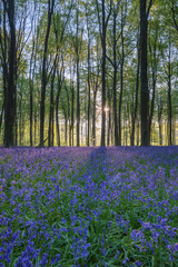 Stunning bluebell forest landscape image in soft sunlight in Spring