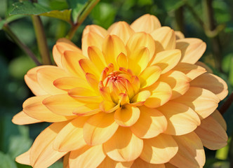 Gelbe Dahlienblüte, Nahaufnahme