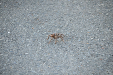 Tarantula walking across pavement