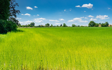 Nature and landscape concept: Beautiful picturesque greenery flax fields with blue sky and white clouds.