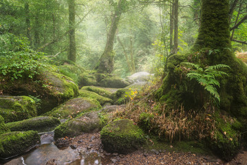 Stunning landscape image of Golitha Falls in Devon on misty Summer morning with stream flowing through woodland