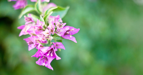 Bougainvillea flowers texture and background. Purple flowers of bougainvillea tree. Close up view of bougainvillea purple flower. Colorful purple flowers texture and background for designers.