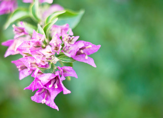 Bougainvillea flowers texture and background. Purple flowers of bougainvillea tree. Close up view of bougainvillea purple flower. Colorful purple flowers texture and background for designers.