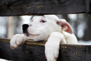 Fototapeta premium Husky Welpe in Finnland