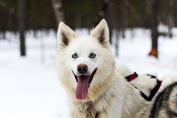 Husky in Lappland