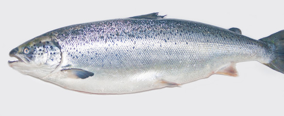 Salmon fish isolated on white without shadow