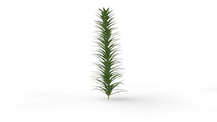 3d rendering of a plant isolated on white background