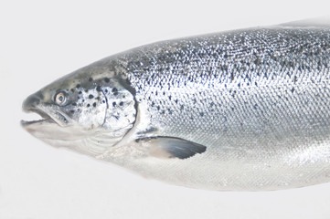 Salmon fish isolated on white without shadow