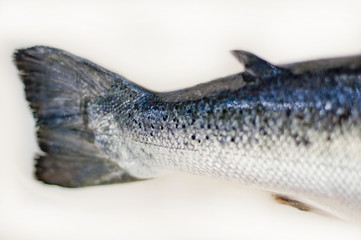 Salmon fish isolated on white without shadow