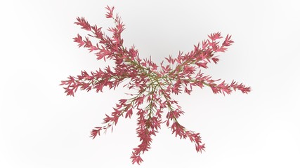 3d rendering of a plant isolated on white background