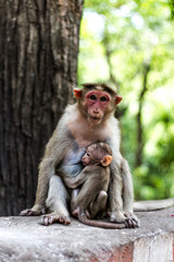 Affe mit Baby