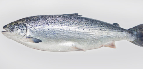 Salmon fish isolated on white without shadow