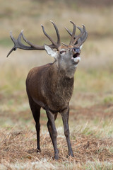 Red Deer Stag Bolving (Cervus elaphus)/Red Deer Stag bellowing for his hinds