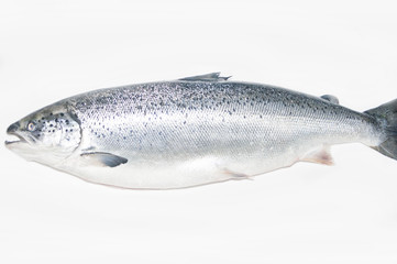 Salmon fish isolated on white without shadow