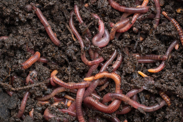 Red worms in a can