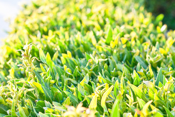green lawn or field with various kind of green plant or grass view from top