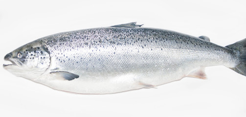 Salmon fish isolated on white without shadow