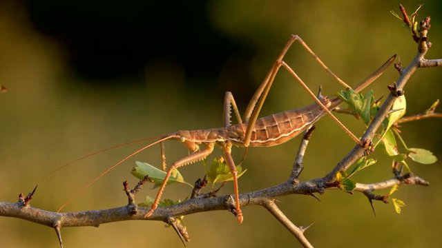 European predatory bush cricket (Saga pedo)