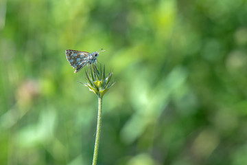 Hesperiidae / Kızıl Zıpzıp / / Spialia orbifer