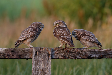 Chouettes Chevêches
