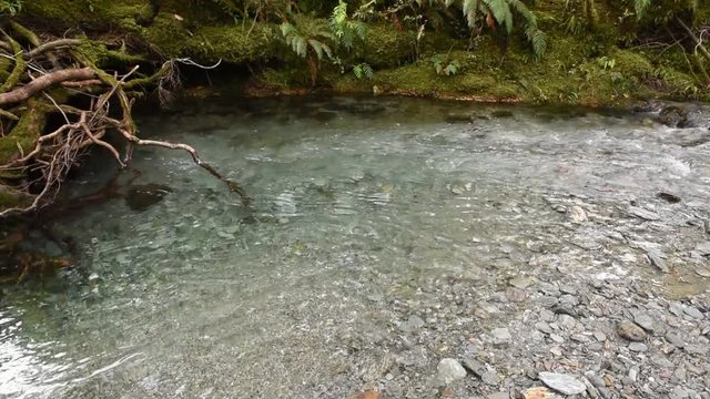 A crystal clear, minor tributary of the Haast River flowing over gravel and through the dense, beech, rainforest of Mount Aspiring National Park, New Zealand.
