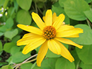 Chamomiles daisies macro in summer spring field on background blue sky with sunshine and a flying butterfly, nature panoramic view. Summer natural landscape with copy space.