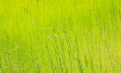  Background texture concept: natural background with a picturesque greenery flax field.