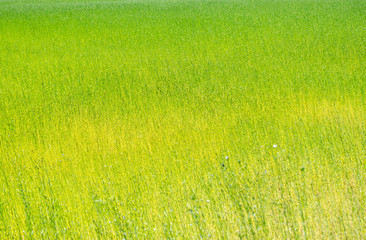 Naklejka na ściany i meble Background texture concept: natural background with a picturesque greenery flax field.
