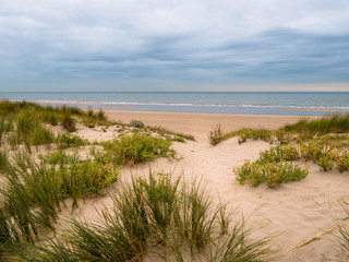 Sand dune with vegetation at the beach with view towards the North Sea